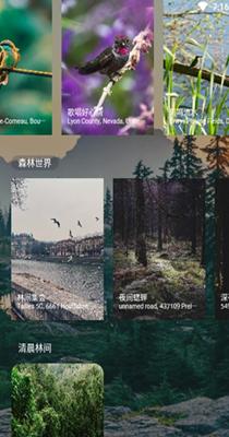 森林白噪音.png 森林白噪音.png