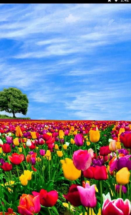 花田动态壁纸 v1.0.0
