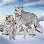 野生白虎家庭模拟