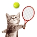 猫咪网球竞赛CatMeow Tennis