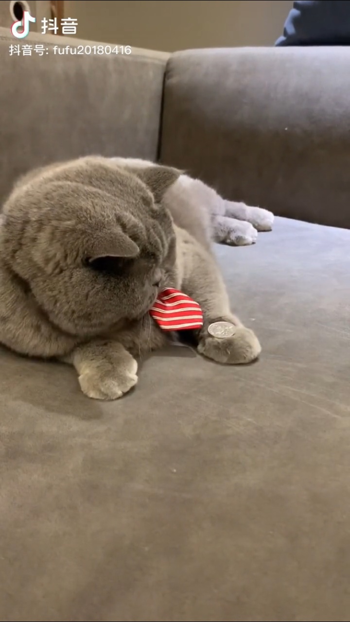 猫爪盖硬币表情包gif动态图 v1.0