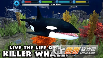 虎鲸攻击模拟3D游戏 v2.1 安卓版