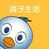 鸽子生活