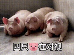 四只猪在对视表情包gif v1.0