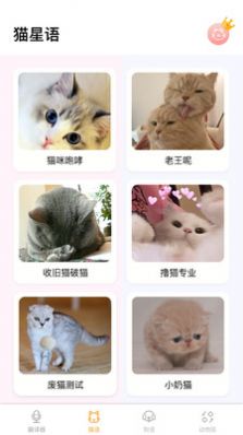 翻译猫语.jpg
