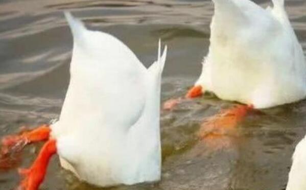 最近流行的鸭子表情包 1.0