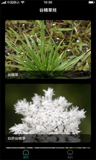 谷精草枝最新版