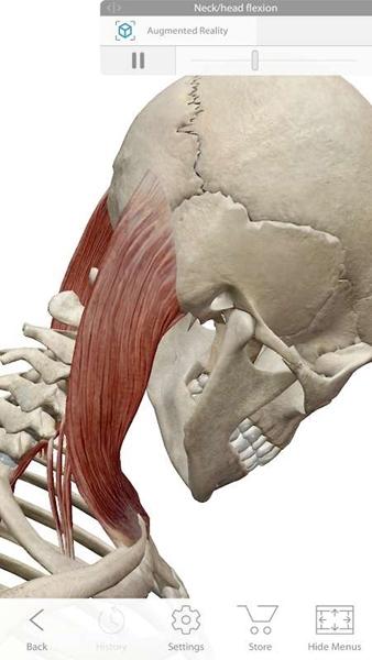人体解剖学图谱图片1