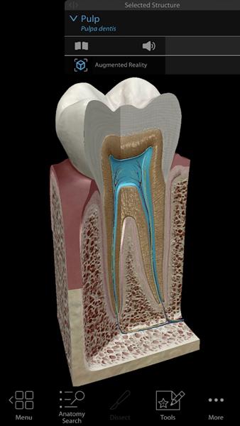 人体解剖学图谱2021 安卓版v1.0 安卓版v1.0