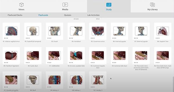 人体解剖学图谱图片5