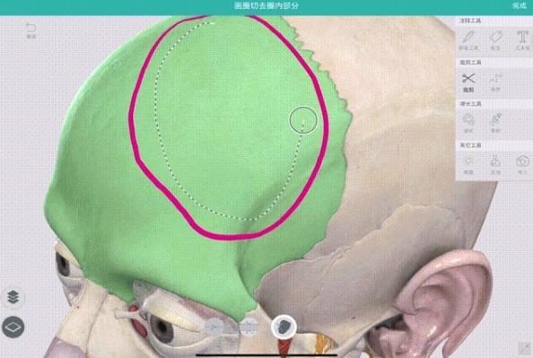 Complete Anatomy图片12