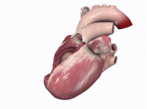 Complete Anatomy图片8