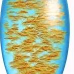 fishbowl手机测试软件 v1.0 安卓手机版