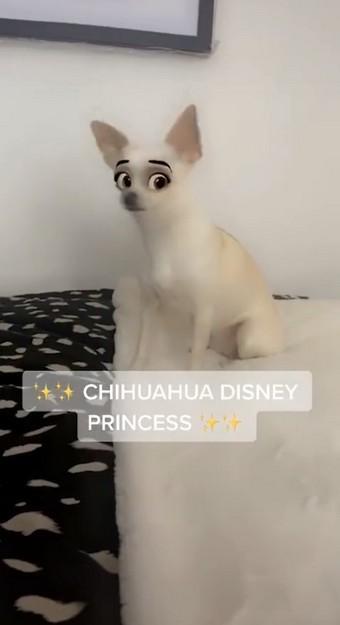 迪士尼滤镜 v5.0.1