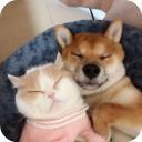 萌趣猫狗翻译器软件