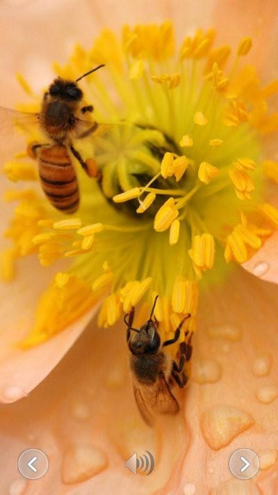 趣味动物发声 v6.2.4