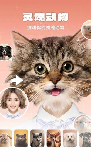 灵魂宠物动物系长相测试