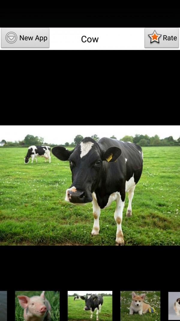 学动物叫声 v4.4.1