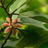 檬果直播（未上线）