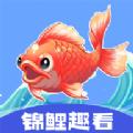锦鲤趣看红包版软件app下载 v1.0.4
