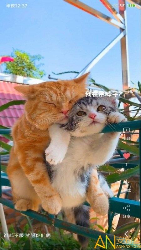 动漫视频壁纸软件 v3.1.2