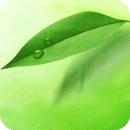 中医执业医师app