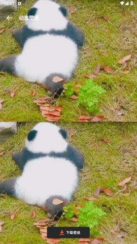 猫咪壁纸手机版