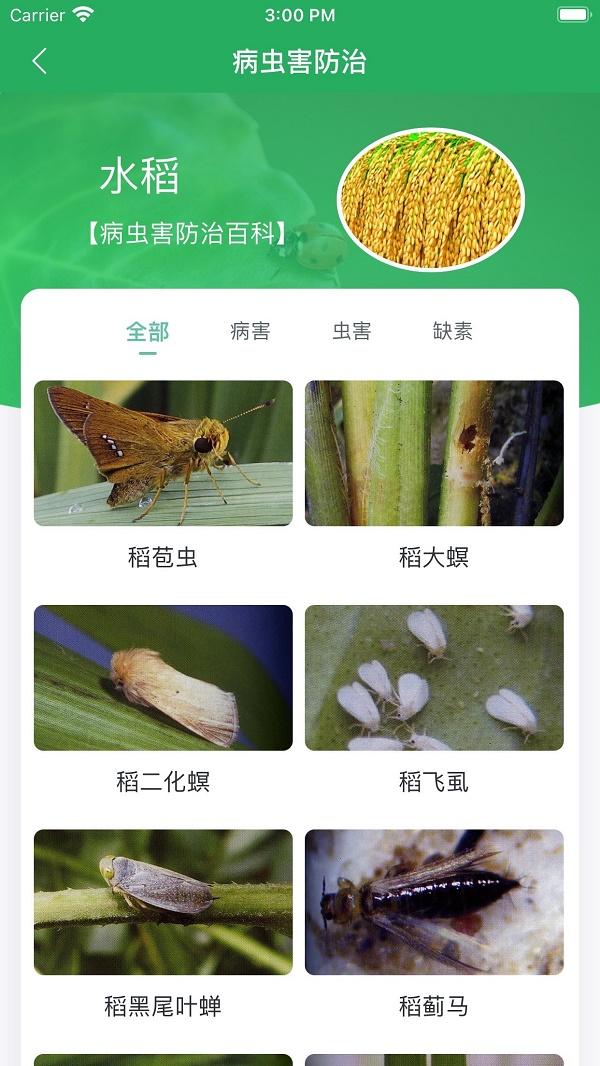 知稻