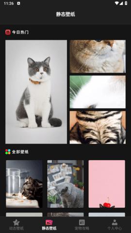 猫咪壁纸手机版