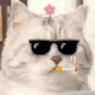 楠鑫社工小助手免密码版